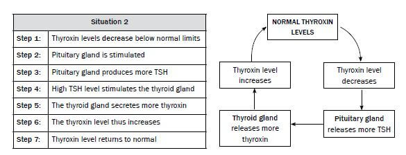 ENDOCRINE 4