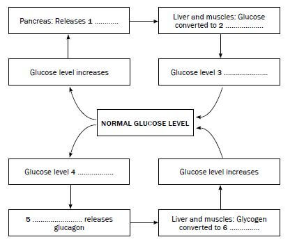 ENDOCRINE 5