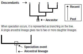 evolution 10