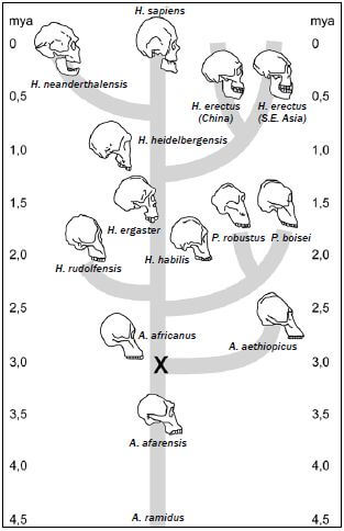 evolution 12