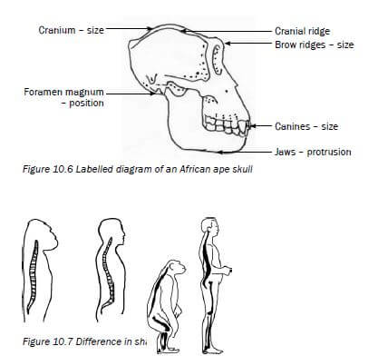 evolution 6