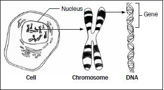 GENETICS 1