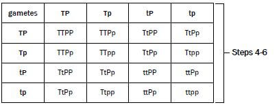 genetics 14