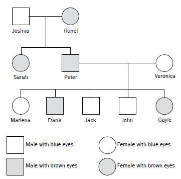 genetics 17