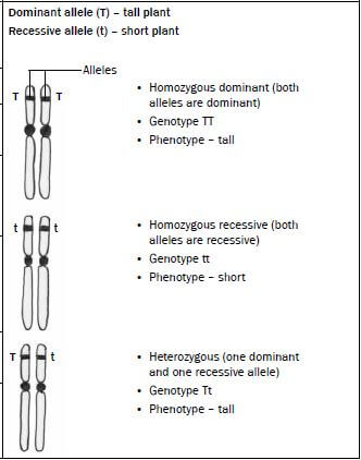 genetics 2