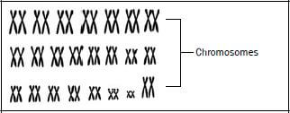 genetics 6