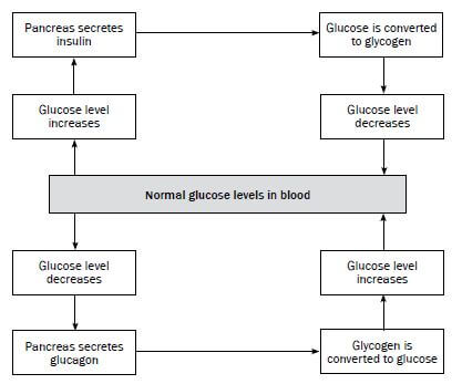 homeostasis 1