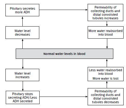 homeostasis 2