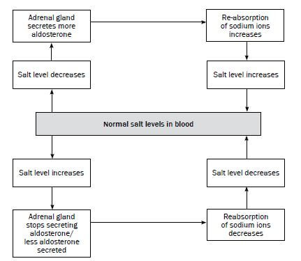 homeostasis 3