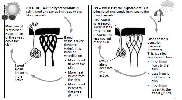 homeostasis 4