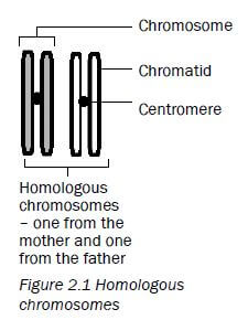 meiosis 1