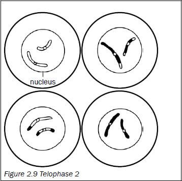 meiosis 10