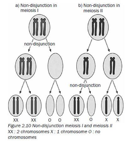 meiosis 11