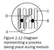 meiosis 13