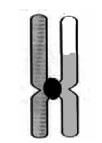 meiosis 14