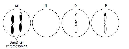 meiosis 15