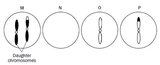 meiosis 16