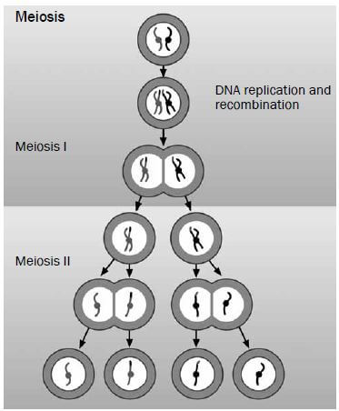 meiosis 2