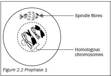 meiosis 3