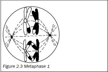 meiosis 4