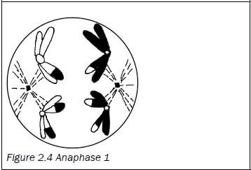 meiosis 5