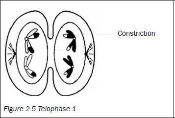 meiosis 6