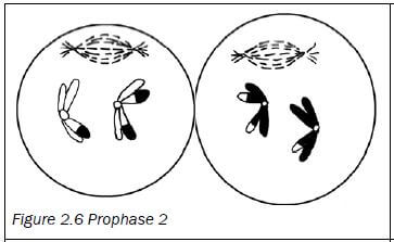 meiosis 7