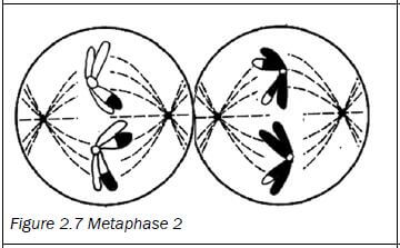 meiosis 8