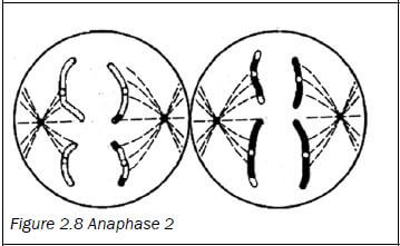 meiosis 9