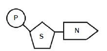 nucleic acids 2