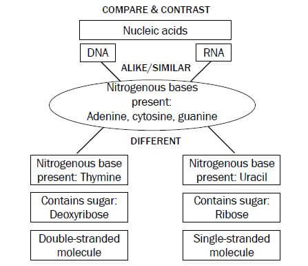 nucleic acids 3