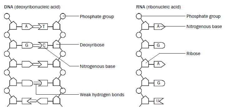 nucleic acids 4