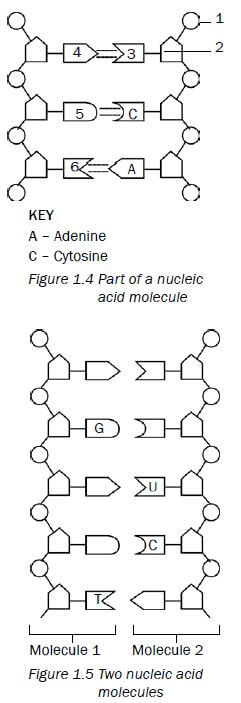 nucleic acids 6