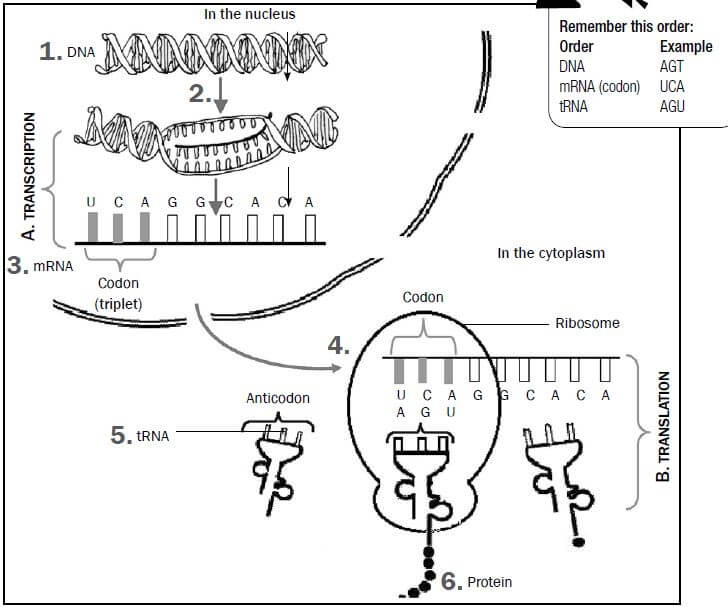 nucleic acids 8