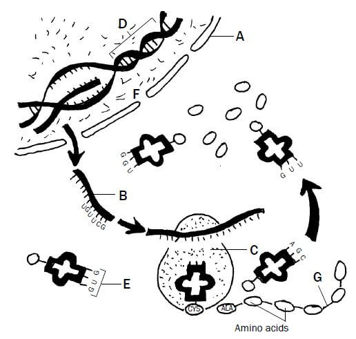 nucleic acids 9