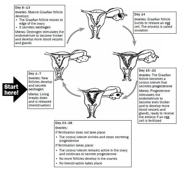 reproduction 4